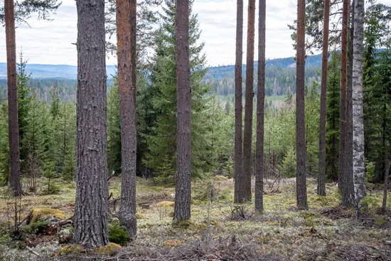 Gård/Skog, Sollefteå Västerstrinne 2:41 & Västerstrinne Båtmanstorp 1:1, Multrå, Sollefteå