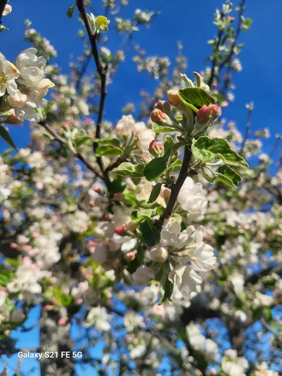 Fritidshus, Narcissvägen 76 /Stratomtavägen, Valla Koloniområde, Valla, Linköping