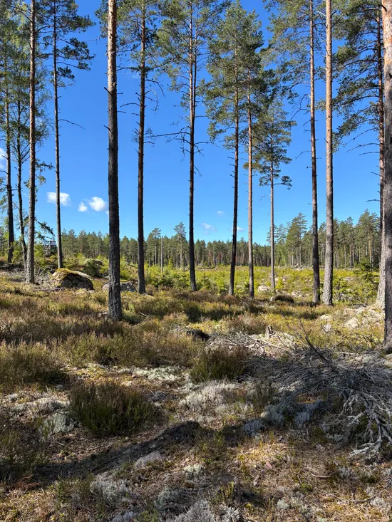 Gård/Skog, Skogsfastighet 84 ha, Österbymo, Ydre