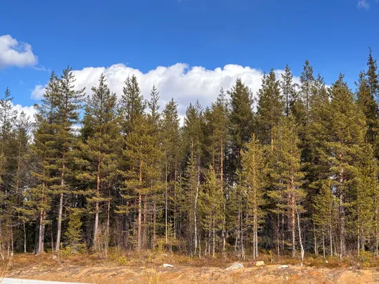 Gård/Skog, Nattavaara 17:17, Nattavaara by, Gällivare