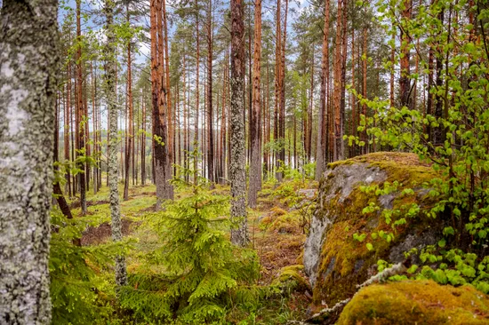 Fritidshus, Törndalsvägen 15, Törndal/Harva, Upplands Väsby