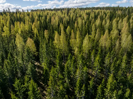 Gård/Skog, Sundsvall Lillro 1:45, Lillro, Sundsvall