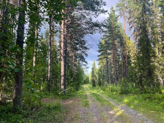 Gård/Skog, Storuman bastuträsk 6:7, Storuman
