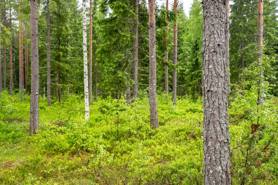 Gård/Skog, Örnsköldsvik Norrgissjö 3:5, Norrgissjö, Örnsköldsvik