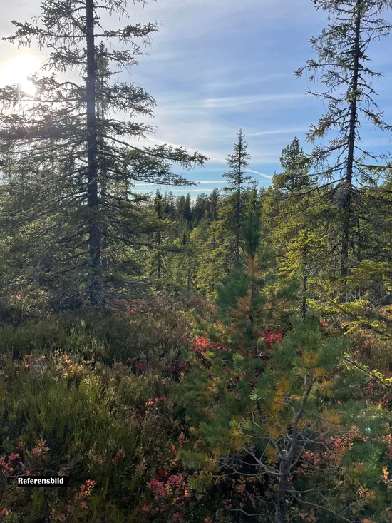 Gård/Skog, Skogaängarna Djupdalen, Hagfors