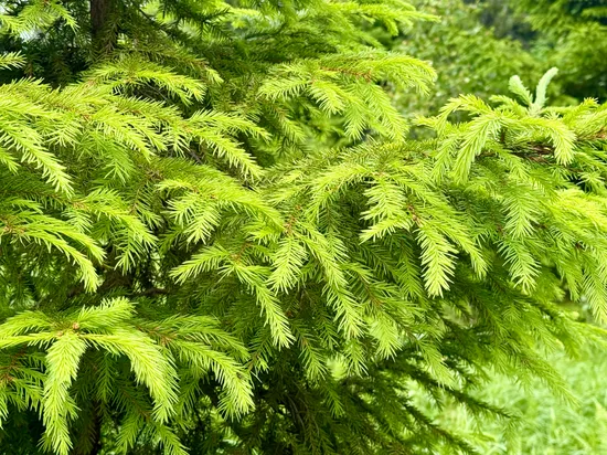 Gård/Skog, Obebyggd skogsfastighet i Bada, Torsby