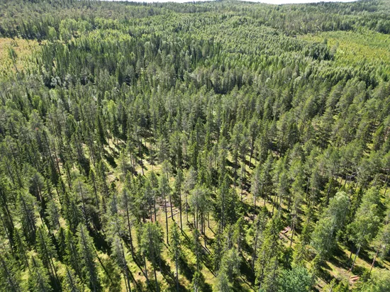 Gård/Skog, NORDANSTIG VÄSTERGRÄNGSJÖ 24:1 och VÄSTERGRÄNGSJÖ3:6, Gnarp, Nordanstig