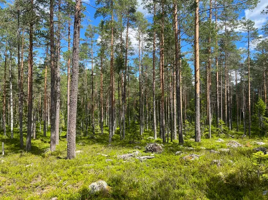 Gård/Skog, Nordanstig gryttje 2:12, Gnarp, Nordanstig