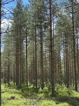 Gård/Skog, Dalbyn enligt Skogsbruksplan, Dalbyn, Rättvik