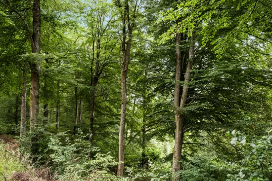 Gård/Skog, Hästhult 13:1, Vittsjö, Hässleholm