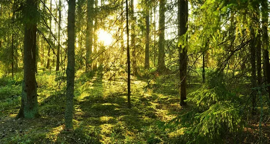 Gård/Skog, Vajkijaur 3:33, Jokkmokk