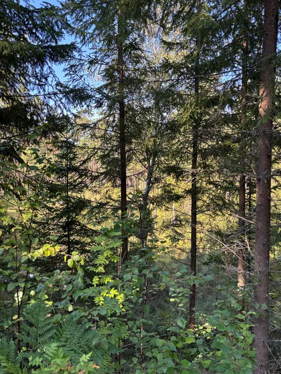 Gård/Skog, Skogsfastighet 46 ha i Hjälmseryd, Gamla Hjälmseryd, Sävsjö