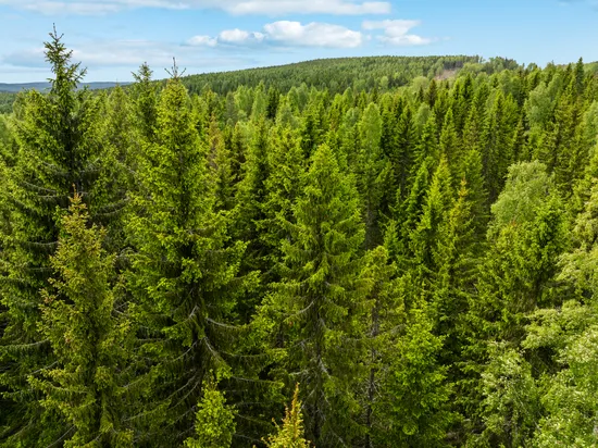 Gård/Skog, Del av Härnösand Jude  3:5 (skog), Ramvik, Härnösand