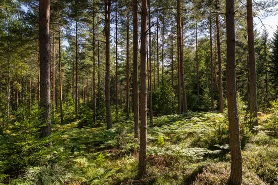 Gård/Skog, Örstorp 1, Norrköping