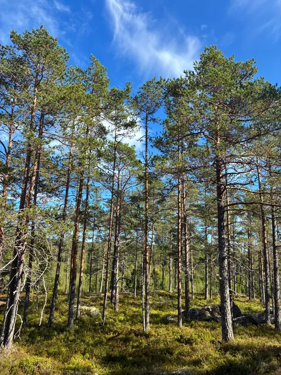Gård/Skog, Härnösand häggdångers-by 2:4, Härnösand