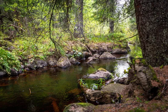 Gård/Skog, Örnsköldsvik Långvattnet 1:20, Långviksmon, Örnsköldsvik