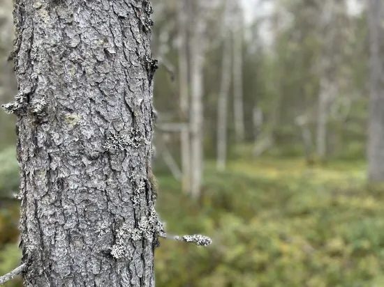 Gård/Skog, LYCKSELE NORRBY 1:65 samt 5:1, Lycksele