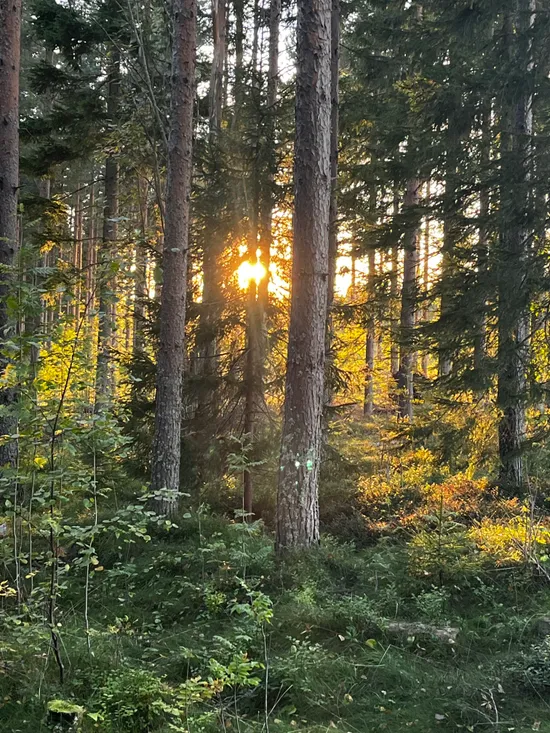 Gård/Skog, Sundsvall fröst 4:32, Alnö, Sundsvall