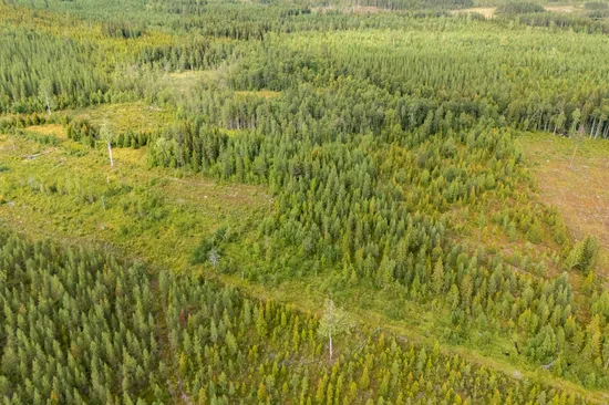 Gård/Skog, Skogsfastighet i Granbergsliden (Granudden 1:5), Granbergsliden, Norsjö