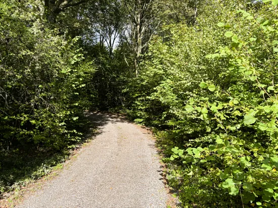 Tomt, Södra Rörum 4296, Skogsbyn, Hörby