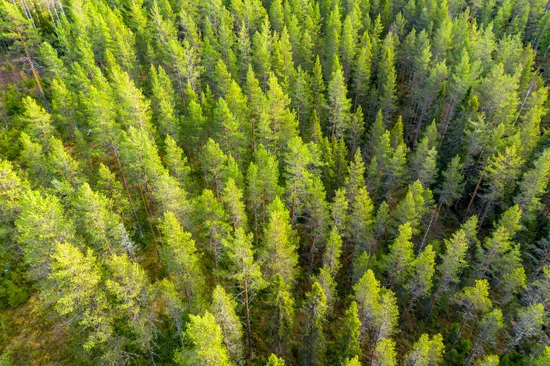 Gård/Skog, Sollefteå gulkäl 1:12, Sollefteå