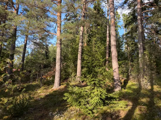 Tomt, Norrbyggebyvägen 256, Norrbyggeby, Norrtälje