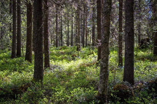 Gård/Skog, Kramfors Risnäs 1:11, Docksta, Kramfors