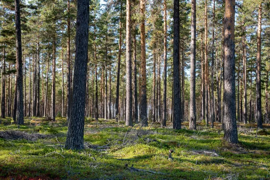 Gård/Skog, Vallen 305, Sollefteå