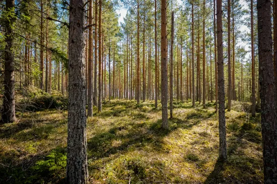 Gård/Skog, Söderhamn näset 4:1, Söderhamn