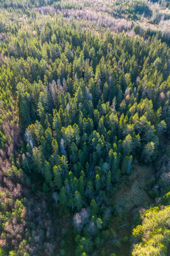 Gård/Skog, Innerfälle 134, Härnösand