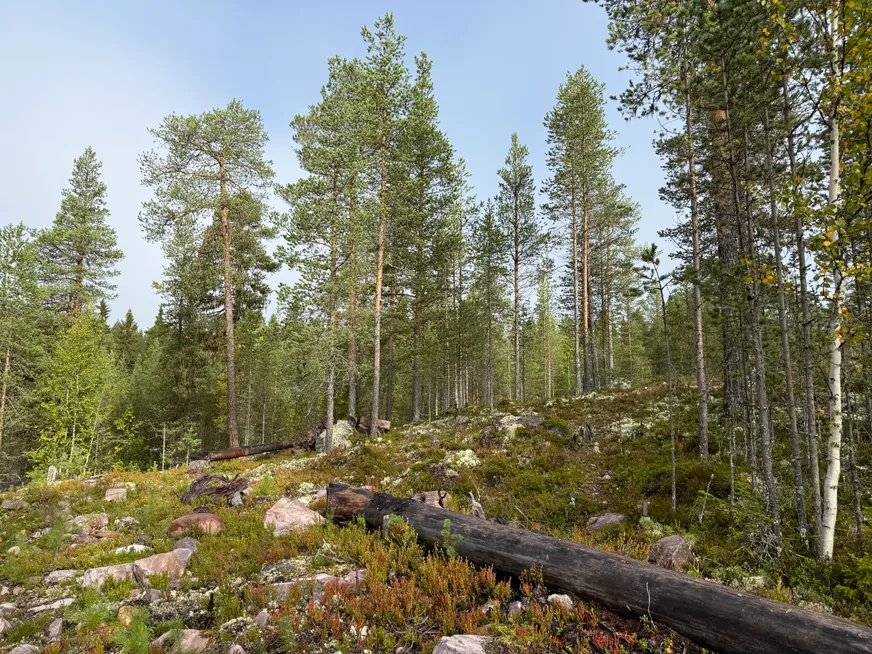Fullskärm
