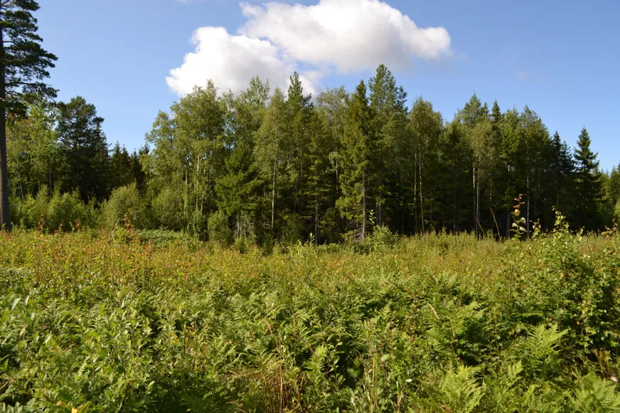 Fullskärm