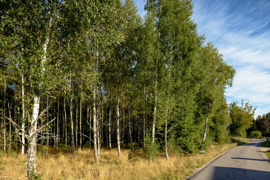 Fullskärm