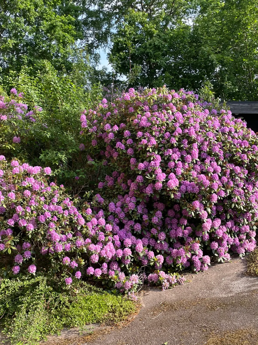 Fullskärm