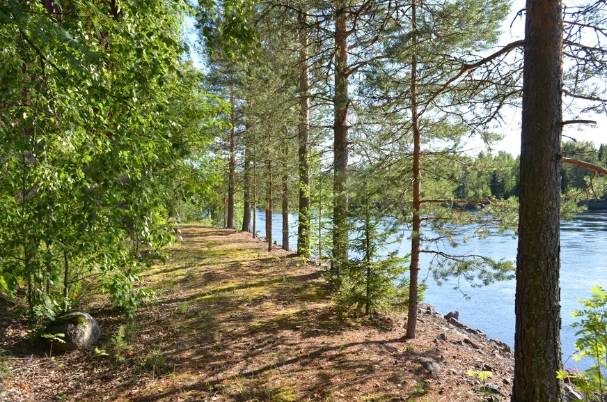 Bjurfors 20 photo 4