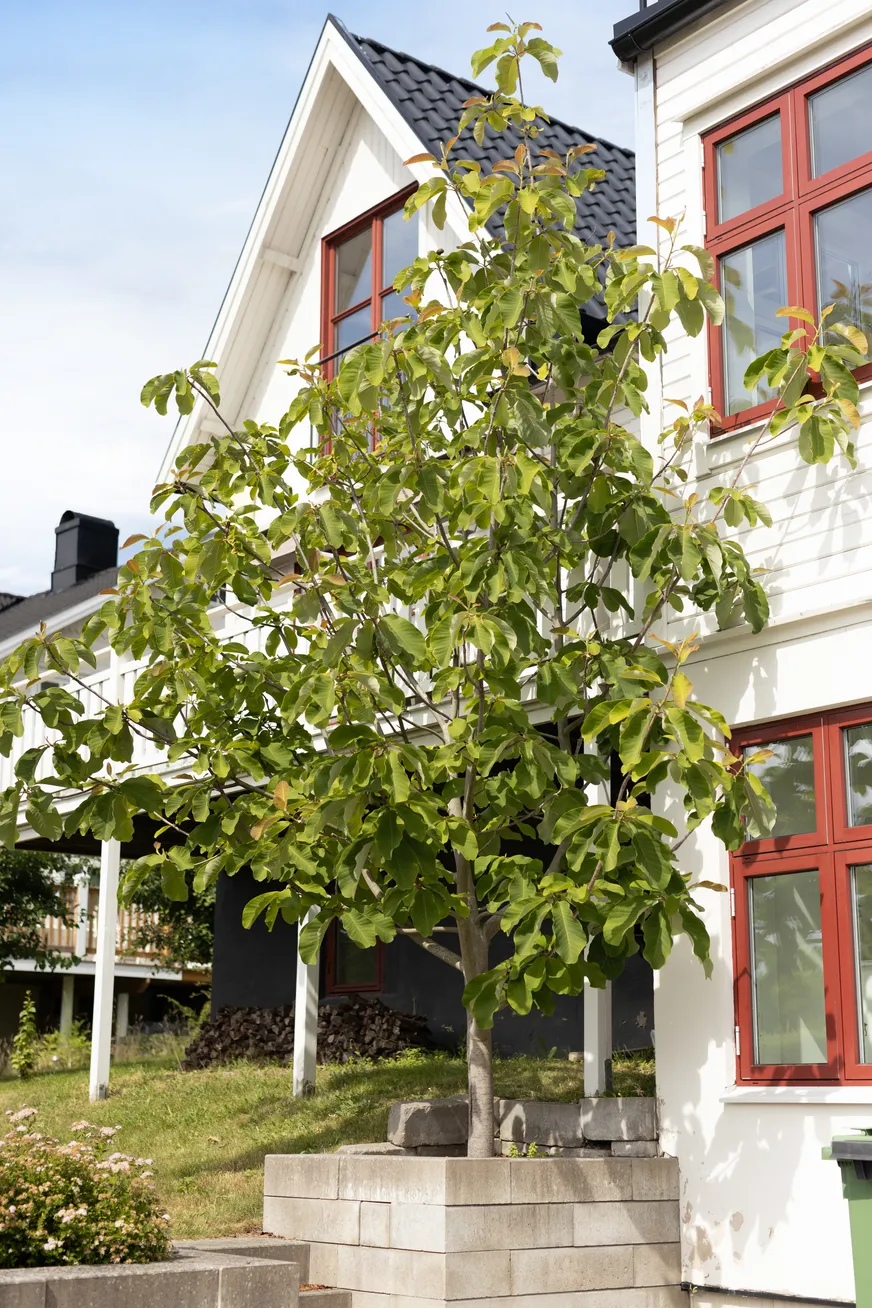 Fullskärm