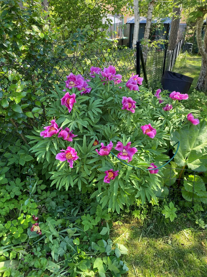 Fullskärm