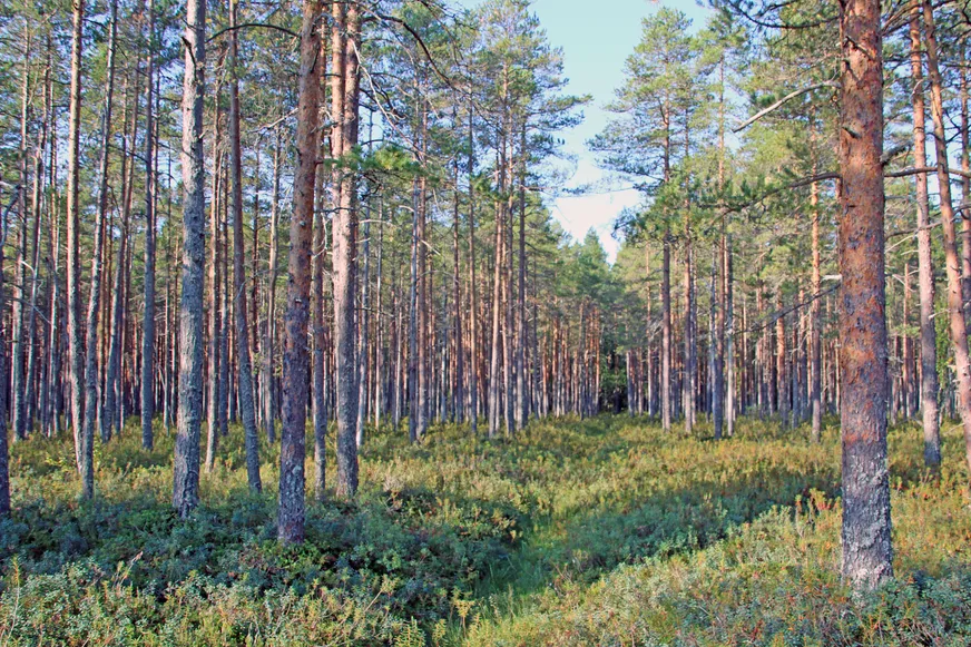 Fullskärm
