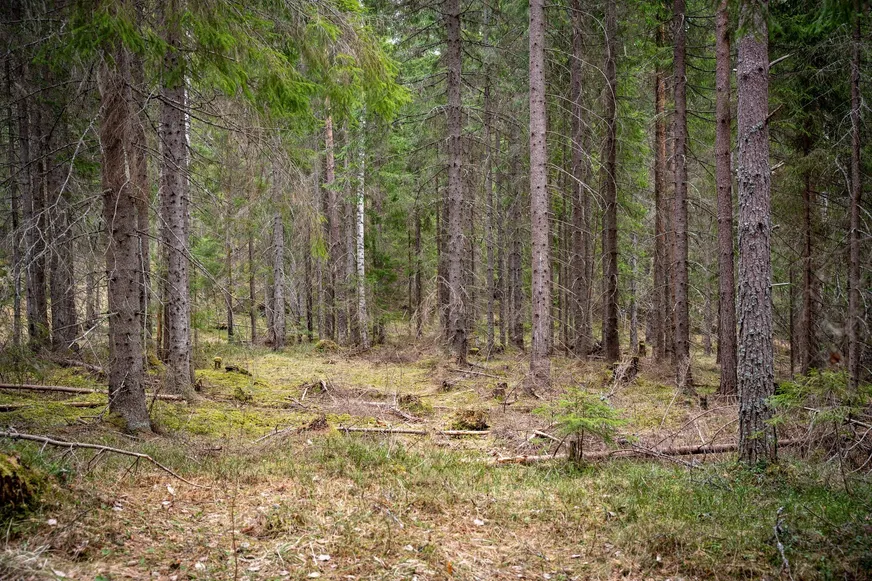 Fullskärm