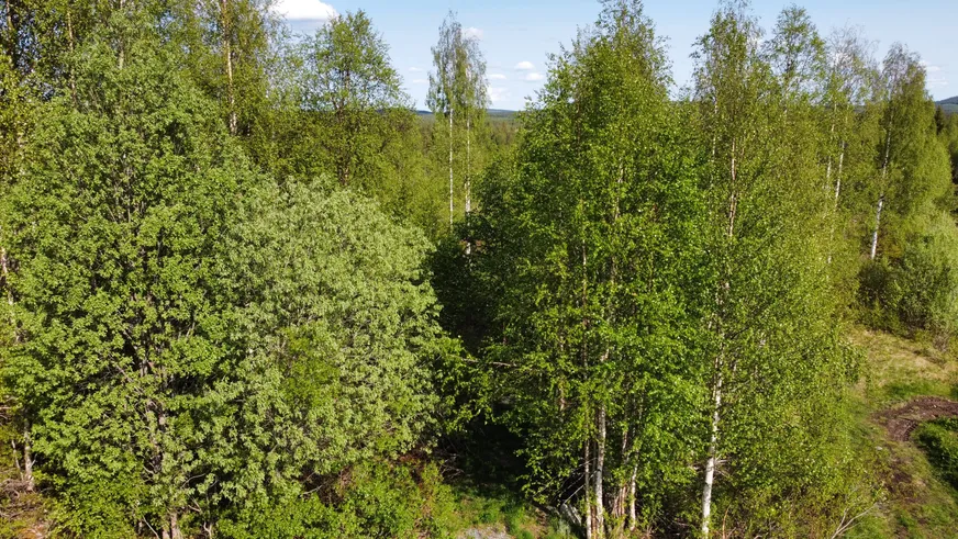 Fullskärm