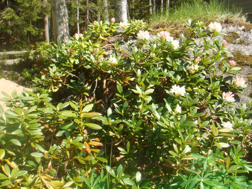 Fullskärm