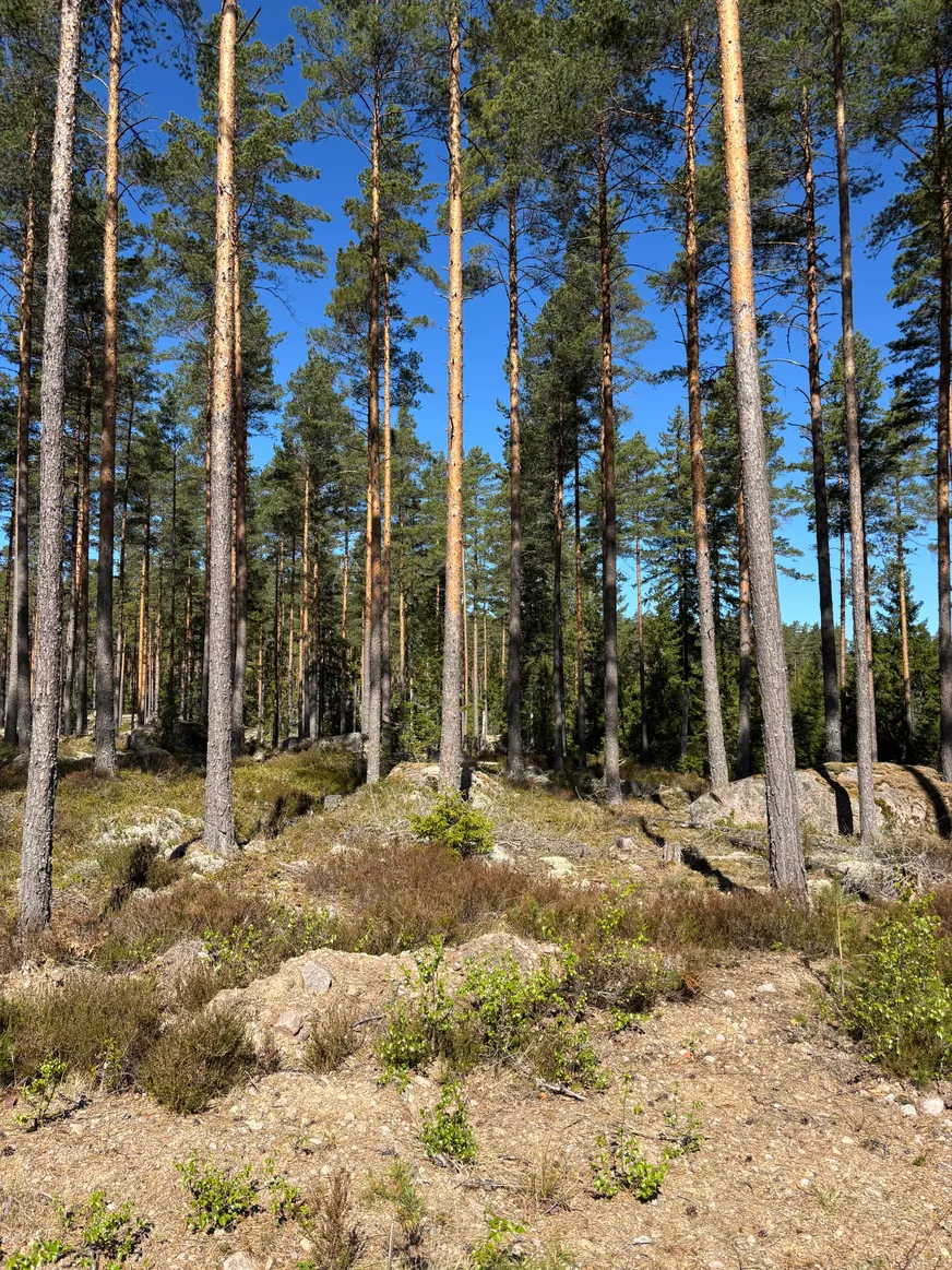 Fullskärm