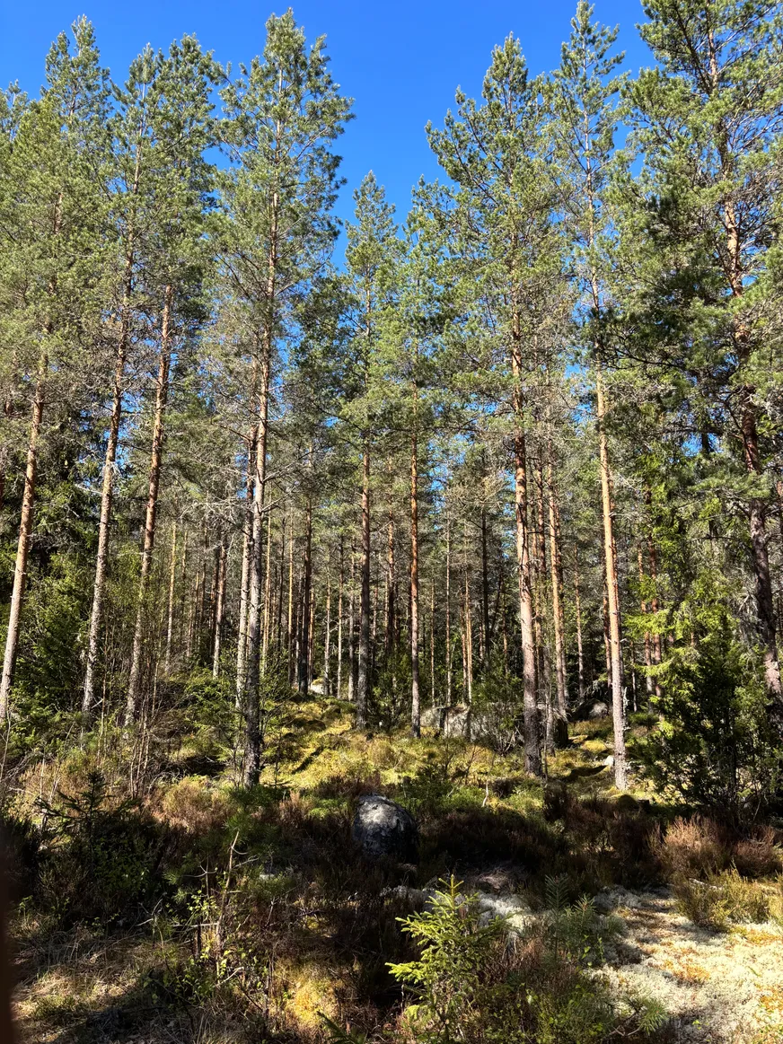Fullskärm