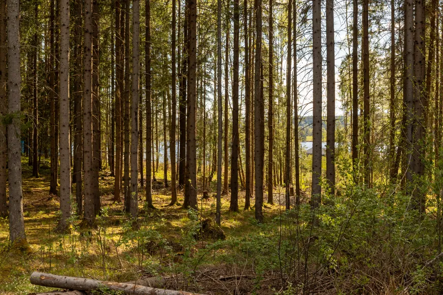 Fullskärm