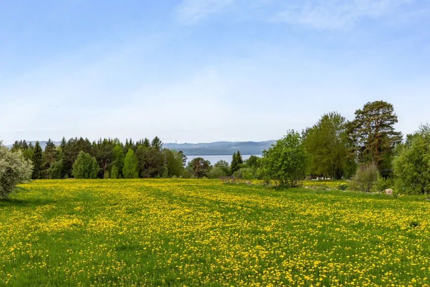 Fullskärm