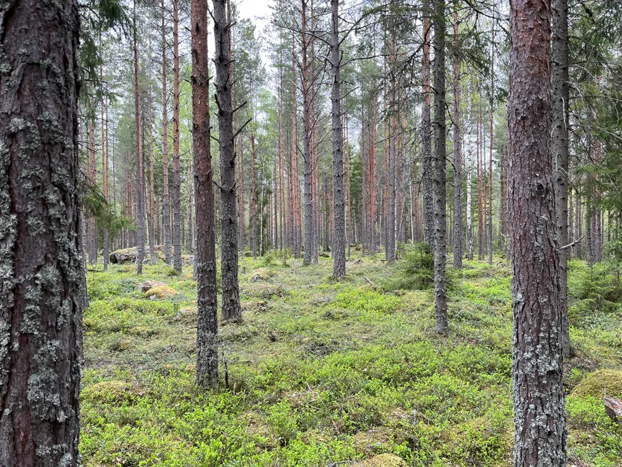 Fullskärm