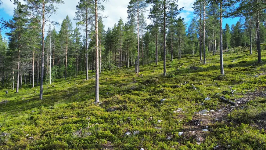 Fullskärm
