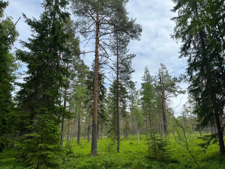 Fullskärm