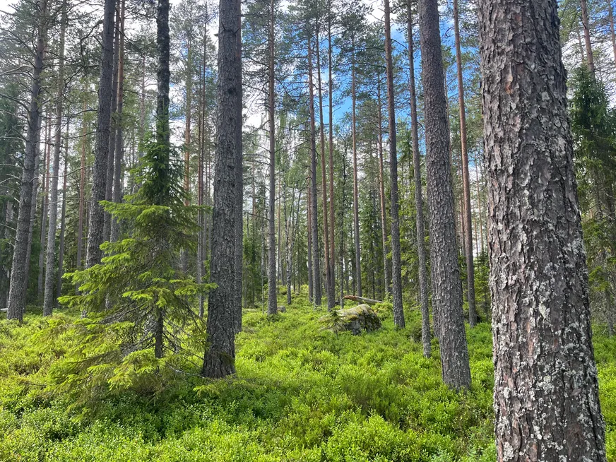 Fullskärm