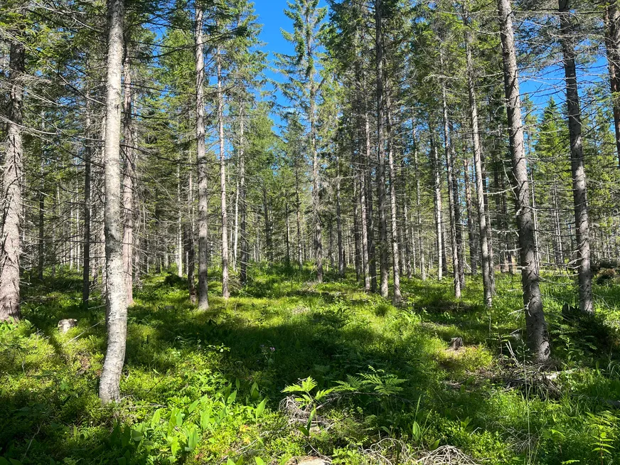 Fullskärm